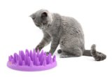 Northmate Catch Interactive Feeder for Cats