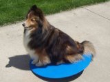 Agility Gear 22" Wobble Board