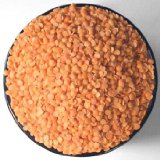 Spicy World Masoor Dal (Indian Red Lentils) 4 Pounds
