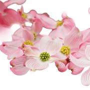 Pink Dogwood Tree â€“ Ornamental Flowering Tree with Soft Pink Spring Blooms